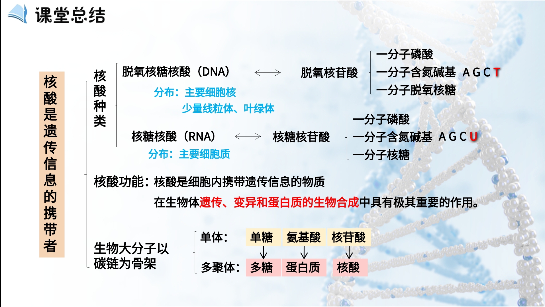 班级公告板-笔记——核酸（课堂总结写在笔记本上）